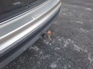 VOLKSWAGEN d'occasion TIGUAN 2.0 TDI 190 DSG7 4Motion Carat Exclusive